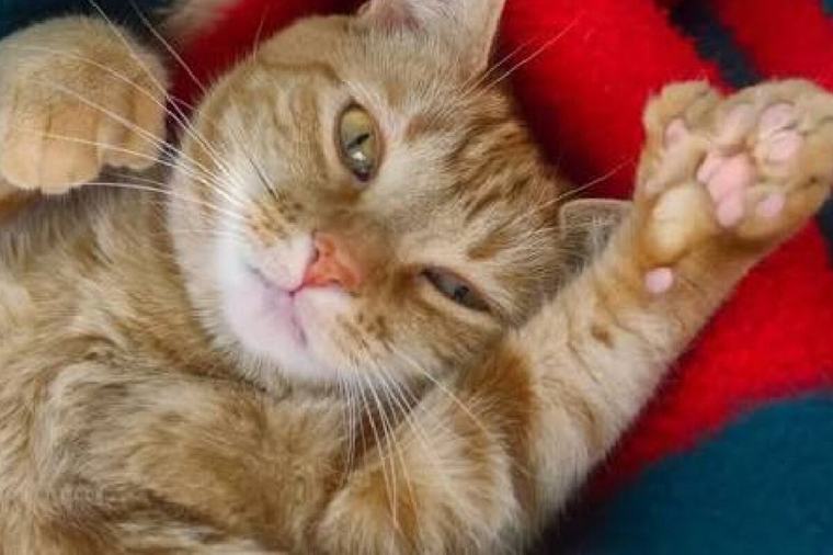 ¿Qué es un gato polidáctilo, por qué no es tan común y cómo reconocerlo?