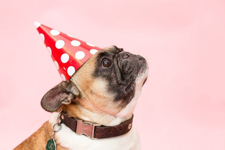 Pastel de cumpleaños para perros con carne: receta fácil y casera
