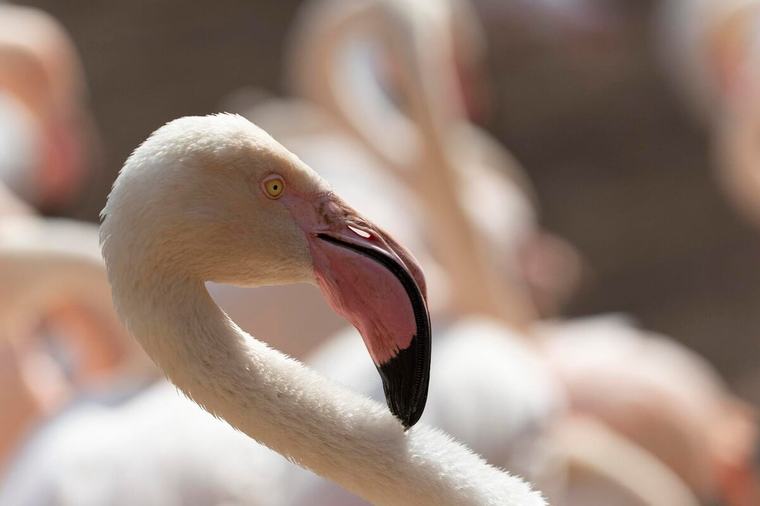 Dos flamencos mueren tras chocar con una línea eléctrica en La Guajira