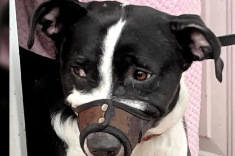 “Encerrarlo no es cuidarlo”: advertencia de una fundación por caso de perro maltratado