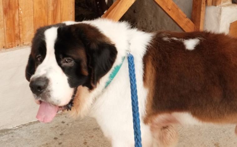 “Tu familia ya no te quiso más”: Bosco fue abandonado, pero su historia tuvo un final feliz