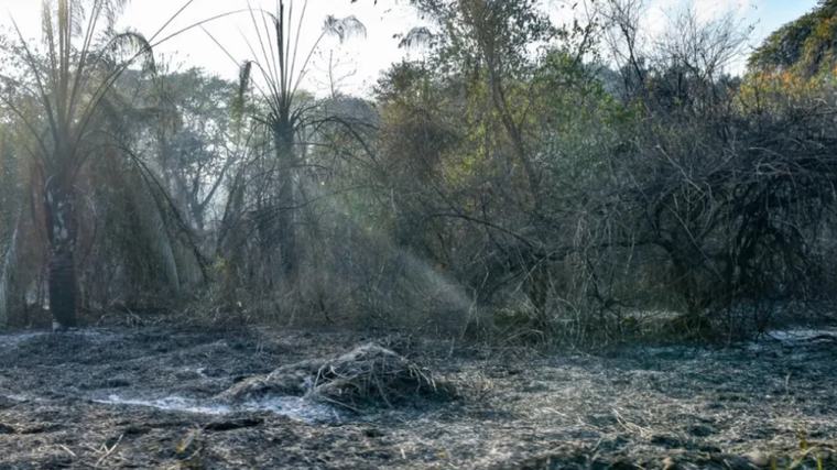 Incendio arrasó hasta el 70 % de una finca en Armero y dejó a 242 reses sin alimento