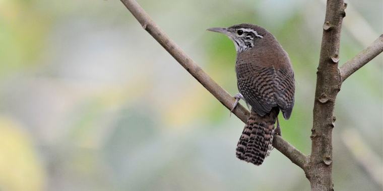 Bucaramanga, desde las aves que la habitan