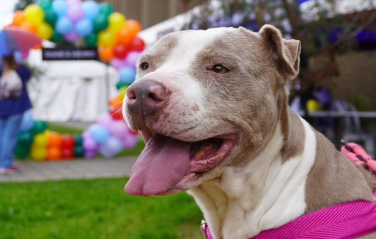 Serenata de amor perruno en Bogotá: así será el evento para promover la protección animal