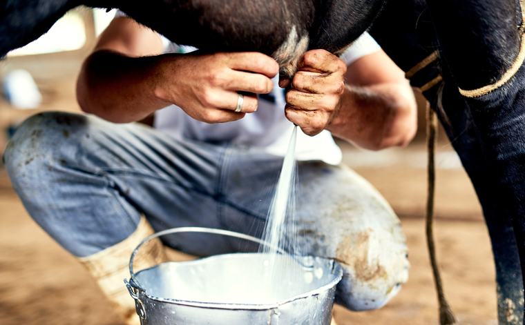 Ganaderos del Atlántico reportan reducción de hasta un 60 % en la producción de leche