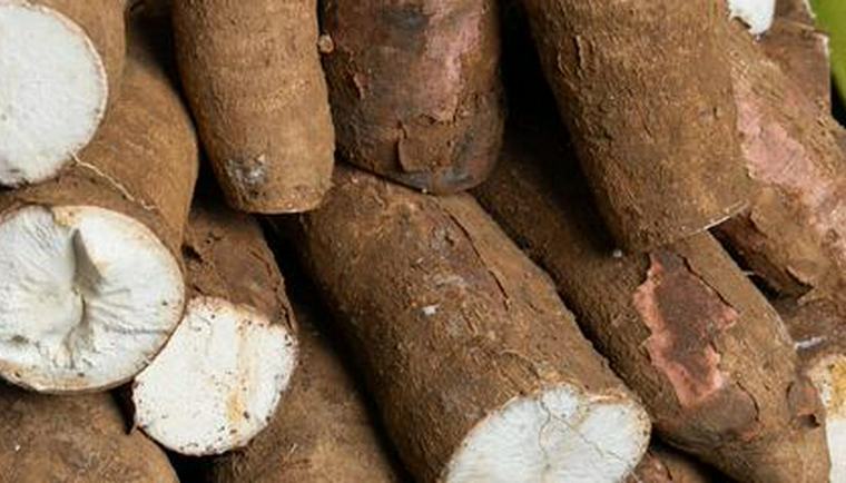 Cómo conservar la yuca en casa: métodos para mantenerla fresca o congelada según su uso en Colombia