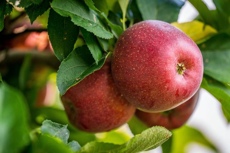 ¿Para qué sirve la manzana? Beneficios y cómo consumirla